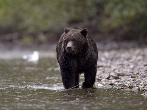 A grizzly bear fishes for salmon along the Atnarko River in Tweedsmuir Provincial Park near Bella Coola, B.C. Saturday, Sept 11, 2010.