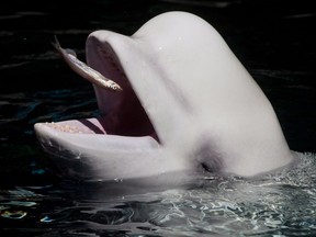 The late beluga whale Aurora catches a fish thrown by a trainer at the Vancouver Aquarium in 2014.