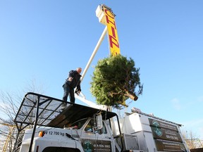 You can find Christmas tree-chipping events all over Metro Vancouver.