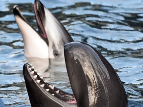 The Vancouver Aquarium should move toward having no dolphins, whales or porpoises in captivity, says letter writer.