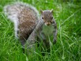 A squirrel in Vancouver's Stanley Park in June 2013. Ric Ernst/PNG files
