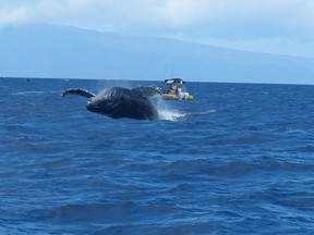 The Auau Channel south of Maui is home to thousands of whales in the winter season. Michael McCarthy