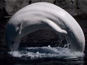 Beluga whale Qila leaps out of the water at the Vancouver Aquarium in Vancouver, B.C., on Wednesday, June 25, 2014. Vancouver aquarium officials say they still don't know what killed two beluga whales last year, but the facility is pushing ahead with plans to expand its beluga conservation program. THE CANADIAN PRESS/Darryl Dyck ORG XMIT: CPT116