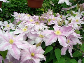 Pruning time depends upon the kind of clematis you have.