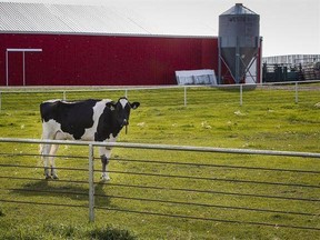 A free-market think-tank suggests offering American negotiators in upcoming NAFTA talks more open trade in dairy, in exchange for more predictable trade in softwood lumber to secure long-term peace in that perennially problematic file. A Holstein cow stands in a pasture at a dairy farm near Calgary in an August 31, 2016, file photo. THE CANADIAN PRESS/Jeff McIntosh