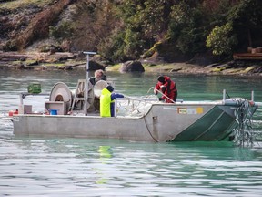 Commercial gillnetters harvest herring near the shoreline in Northwest Bay north of Nanaimo. The roe is exported to Japan. For herring fishery feature in the Vancouver Sun/Province, weekend of March 11-12, 2017. (Photo credit: Larry Pynn, PNG) [PNG Merlin Archive]