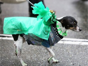 A dog is walked in the annual St. Patrick's Day parade north on Howe Street from Davie to Georgia streets at Vancouver in 2014.