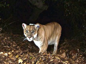 A pair of cougars strolled through the Inlet Centre SkyTrain station in Port Moody early Saturday morning.