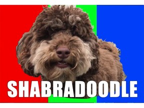 The VPD "Shabradoodle" -- a new police dog that's hypoallergenic, at least until April Fool's Day is over. [PNG Merlin Archive]