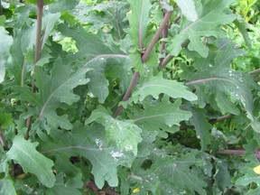 Cover young plants with floating row cover or wire mesh caging.