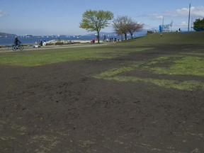 Damaged lawns at Sunset Beach attest to the tens of thousands who attended the annual 420 marijuana event held on the field the day before.