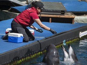 Trainers work with dolphins at the Vancouver Aquarium last month.