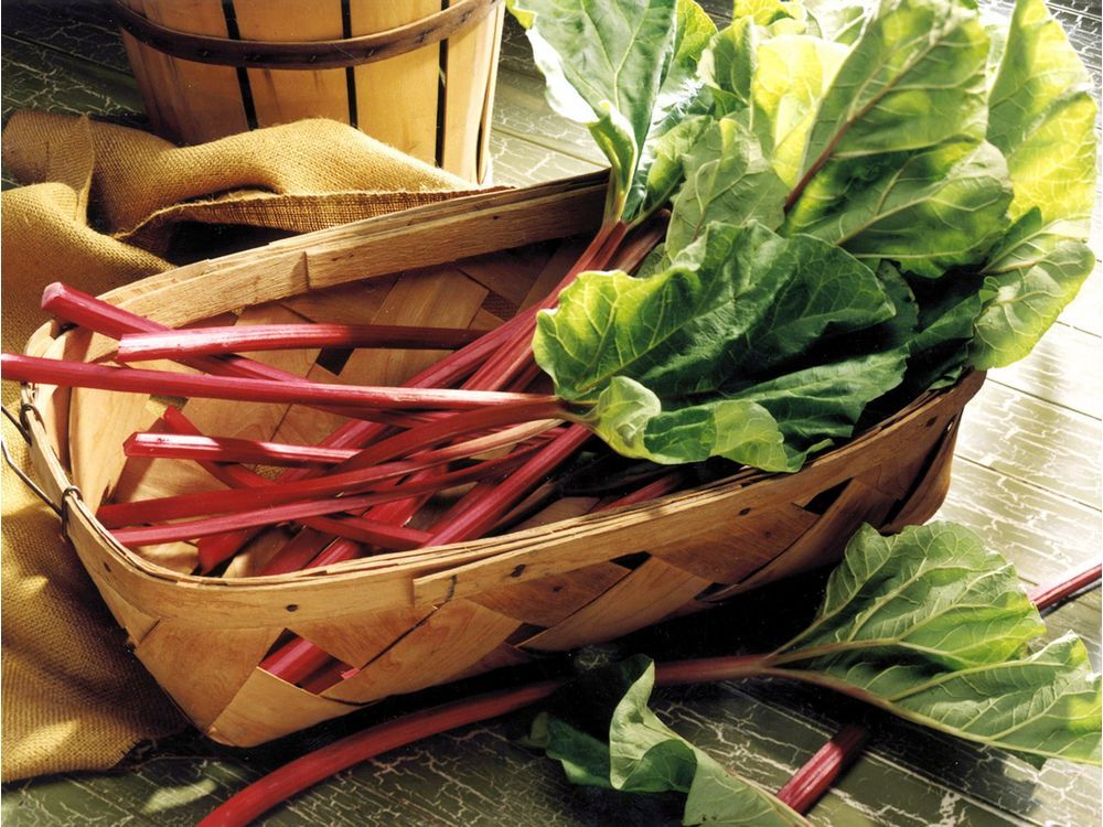 Lots to consider when replanting rhubarb | The Province