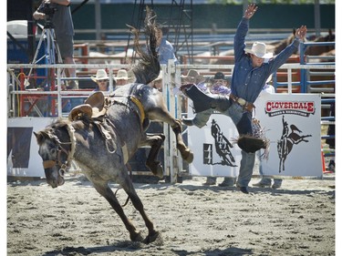 Saddle Bronc rider Cort Scheer flies wild through the air off his horse "Blue Feather" taking first place in the event at the 71st annual Rodeo and Country Fair.