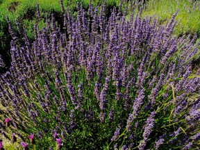 This Aug. 28, 2012 photo shows a stand of lavender growing along a fence line near Langley, Wash. Lavender is an evergreen shrub with masses of scented blooms that can tolerate drought-stricken areas. Dried stems and leaves can be placed in fireplaces and wood stoves as a fragrant additive when lighting up.  (Dean Fosdick via AP)