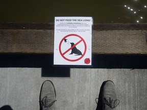 A notice warning people not to feed sea lions is posted on a dock at Steveston Harbour, where a girl was pulled into the water by a sea lion on the Victoria Day long weekend.