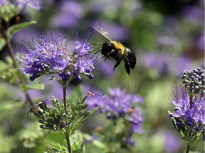 A carpenter bee buzzes around the garden at the Bayer North American Bee Care Center in Research Triangle Park, N.C., Tuesday, Sep. 15, 2015.  (AP Photo/Ted Richardson)
Ted Richardson, AP