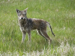 Woman mauled by coyote, left 'drenched in blood'