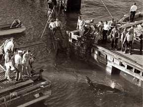 After an 11-kilometre, 10-hour ride from Burrard Dry Dock in North Vancouver, captured killer whale Moby Doll swam into her pen at Jericho Beach on July 24, 1964.