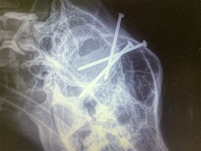 Kuma, a 2 1/2-year-old German shepherd, was found with three nails lodged in its skull. The dog disappeared from owner Maureen Yeo's property in Prince George and was turned into the SPCA three days later. Yeo had reported the incident to the RCMP and the SPCA.