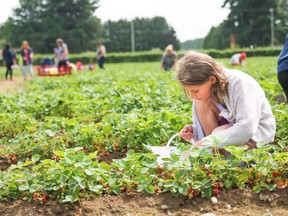Strawberry picking at Krause Berry Farms in Langley. Building any kind of housing on fertile farmland is a cardinal sin, says a letter-writer.
