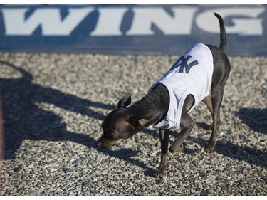 Rosie attends the Dog Days of Summer hosted by the Vancouver Canadians at Nat Bailey Stadium, Vancouver, July 13 2017.