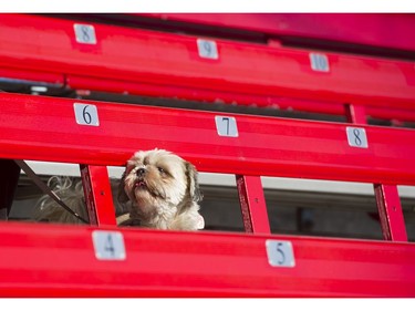 Cagney attends the Dog Days of Summer hosted by the Vancouver Canadians at Nat Bailey Stadium, Vancouver, July 13 2017.