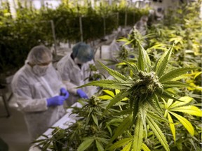 CORRECTS COMPANY TO HARVEST ONE CANNABIS INC. Production staff harvest marijuana plants inside the flowering room at Harvest One Cannabis Inc. in Duncan, B.C., on Friday, August 4, 2017. The company's grow facility is located on land owned by the Cowichan Tribes just outside Duncan, B.C. THE CANADIAN PRESS/Chad Hipolito ORG XMIT: CAH210