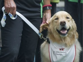 Travellers flock to greet St. John Ambulance therapy dog Molly at Vancouver International Airport in Richmond on Tuesday.