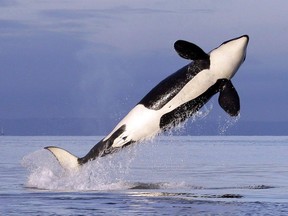 A female resident orca whale breaches while swimming in Puget Sound near Bainbridge Island.