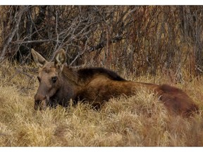 Moose have lost habitat as a result of a record-breaking forest-fire season, and hunting them should be banned until their conditions improve, says a letter writer.