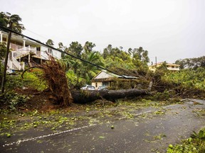 An uprooted tree covers a small house in the village of Viard - Petit Bourg, near Pointe-a-Pitre, on September 19, 2017 in the French territory of Guadeloupe after the passage of Hurricane Maria.
