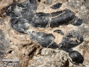 A crustacean shell embedded in fossilized dinosaur dung.