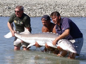 Sports fishermen hold up a Fraser River sturgeon before releasing it.