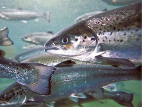 An undated handout photo of Atlantic salmon in a fish farm in B.C.