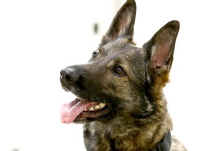 An RCMP dog managed to fire a handgun in Alberta.