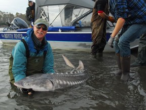 Mark Angelo releases a tagged threatened white sturgeon off Herrling Island, described as the Heart of the Fraser River due to its productive habitat.