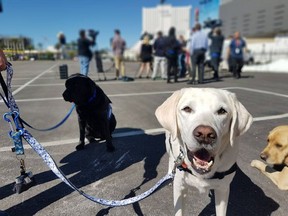 Caber, a B.C.-based therapy dog, is among several from across North America that have made the trip down to Las Vegas, Nevada in October 2017 to visit with first responders and victims. The dogs were in response to the mass shooting that took place the evening of Sunday, Oct. 1, 2017 at Route 91 Harvest country music festival. The gunman, Stephen Paddock fired from the 32nd floor of the Mandalay Bay casino resort, killing at least 59 people