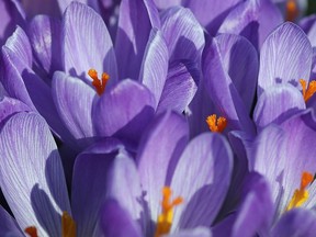 The cooler weather presents an ideal time for planting spring-flowering bulbs like crocuses.