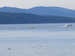 Southern resident killer whales pass by Village Bay on Mayne Island Sept. 24, 2017 with whale watching boats nearby.