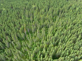 FILE PHOTO - Boreal forest is seen on the Broadback River on August 18, 2015, in Waswanipi, Canada.