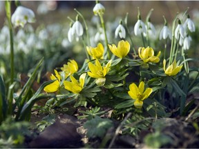 Landscaping 2014 Cheery yellow winter aconites complemented by white snowdrops. Pic credit: Florissa/iBulb. HANDOUT. For 1021 col minter [PNG Merlin Archive] Florissa/iBulb, PNG