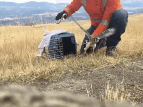 BC Hydro crews were able to release two American Kestrel falcons - rescued during the B.C. wildfires as chicks - back into the wild.