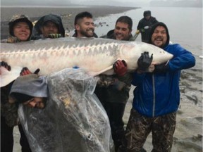 Facebook photos depict members of the Sts'ailes First Nation manhandling a huge threatened white sturgeon for photos after it was caught in a net on the lower Fraser River. Large sturgeon should not be held out of the water due to the risk of suffocation and internal injuries from their own weight.