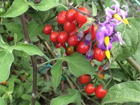 Deadly Nightshade is one of the more poisonous plants found in the Lower Mainland.