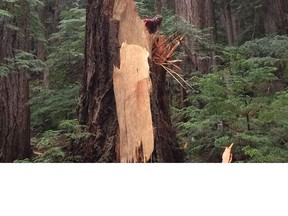 The stump of a giant Douglas fir that snapped off from natural causes.