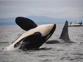 Two southern resident killer whales are seen in this undated handout photo.