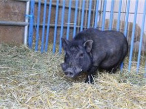 Lyle, a two-tear-old pig is looking for a good home in British Columbia. The BC SPCA says Lyle likes to sing. Photo credit: BC SPCA [PNG Merlin Archive] BC SPCA, PNG