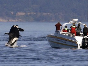 Fisheries Minister Dominic Leblanc says Canada will move to match a U.S. requirement that all boats stay at least 200 metres away from southern resident killer whales on the B.C. coast.