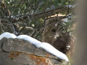 B.C. sasquatch researcher Todd Standing is suing the B.C. government in an effort to prove Bigfoot exists.